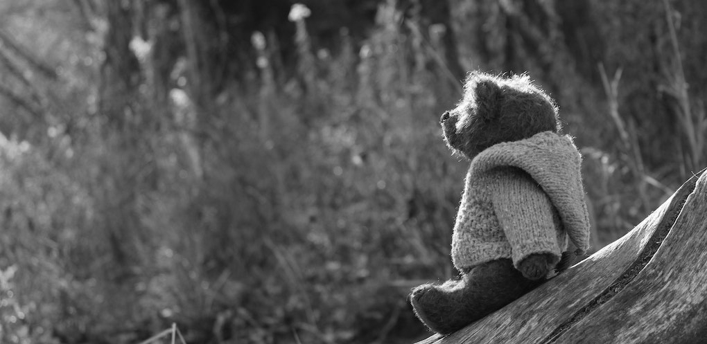 Teddy in a jumper on a log in the woods