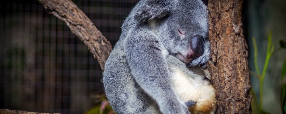 A sleeping koala