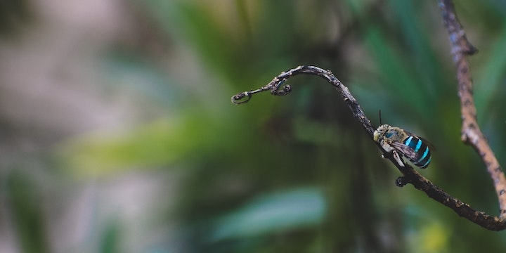 A blue striped bee on a twig against a blurred background of plants